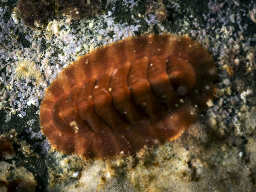Onithochiton quercinus